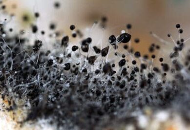 Toxic Black Mold Spores