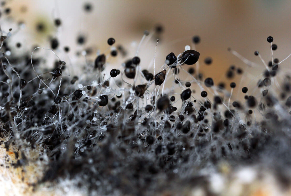 Toxic Black Mold Spores