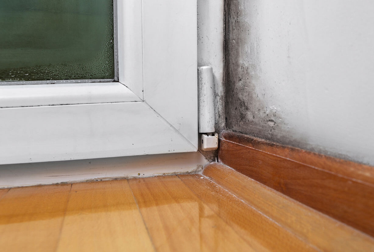 Mold around window frame