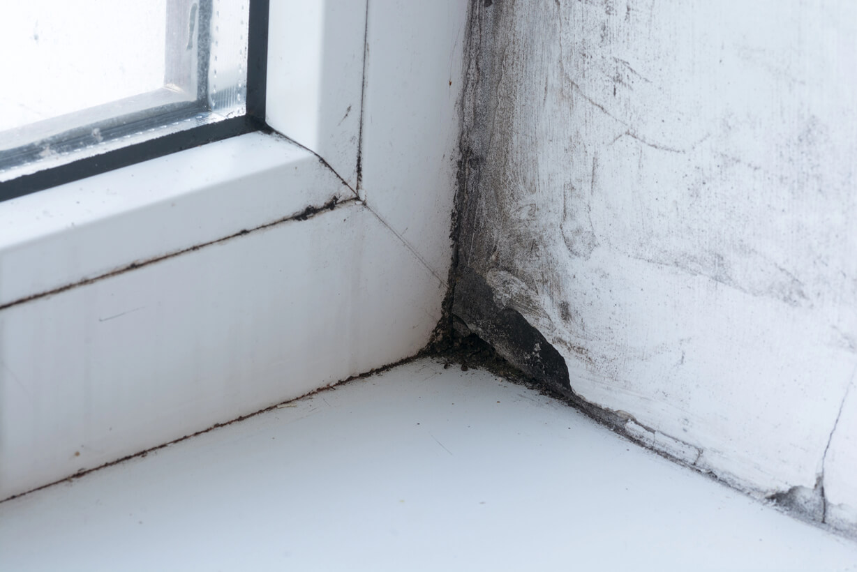 Mold Testing - Is Your Home Safe?